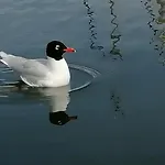 70's Tiny Boat Ботель *