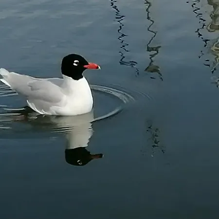 70's Tiny Boat Hotel en barco *
